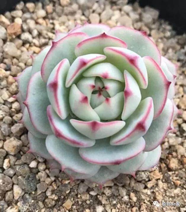 多肉有些什么品種_多肉有什么品種_多肉有好多品種