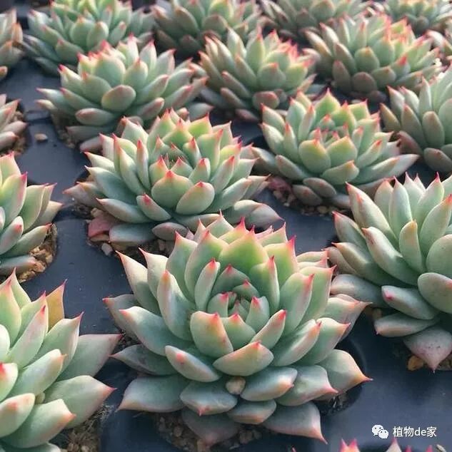 多肉有些什么品種_多肉有好多品種_多肉有什么品種