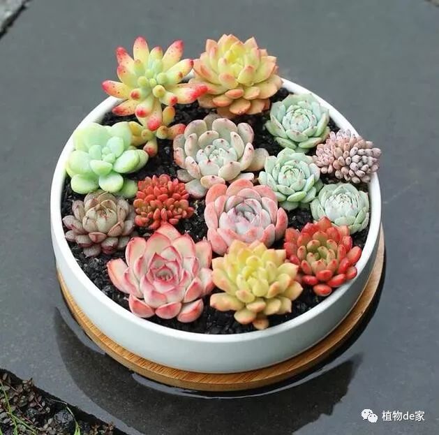 多肉有什么品種_多肉有好多品種_多肉有些什么品種