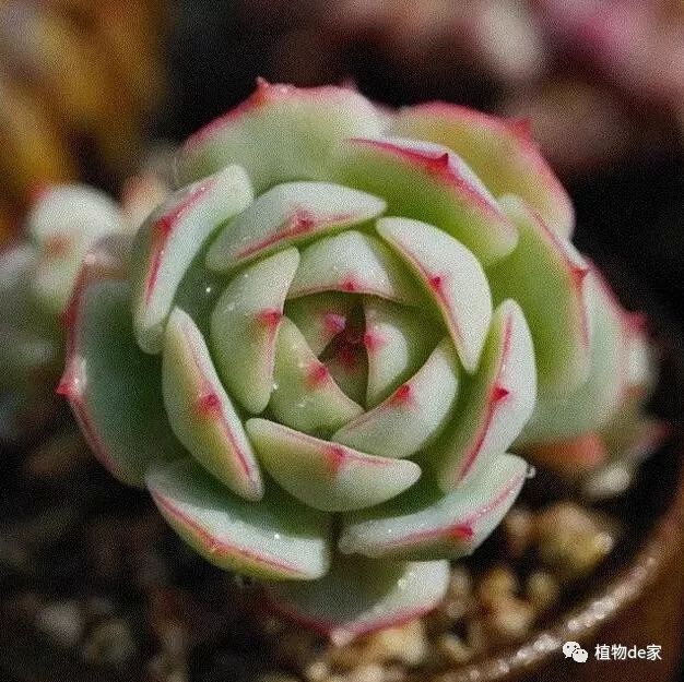 多肉有什么品種_多肉有好多品種_多肉有些什么品種