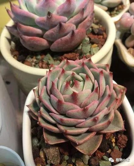 多肉有什么品種_多肉有些什么品種_多肉有好多品種