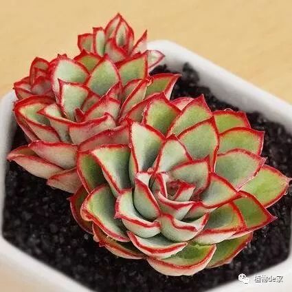 多肉有什么品種_多肉有些什么品種_多肉有好多品種