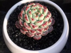 多肉的品種越來越多，是什么原因導致的？多肉商家說出了其中原因