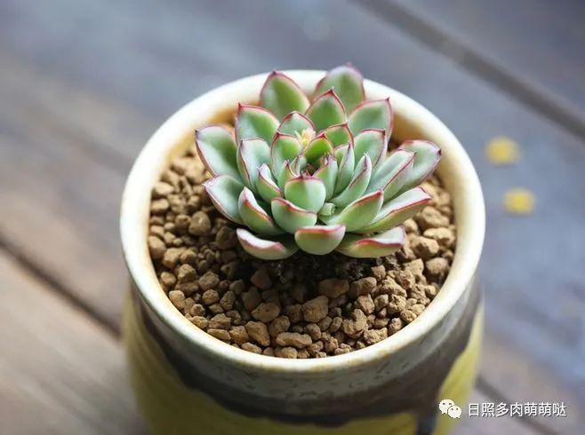 多肉法師用什么土種比較好_多肉法師適合什么土質_種法師多肉用什么土