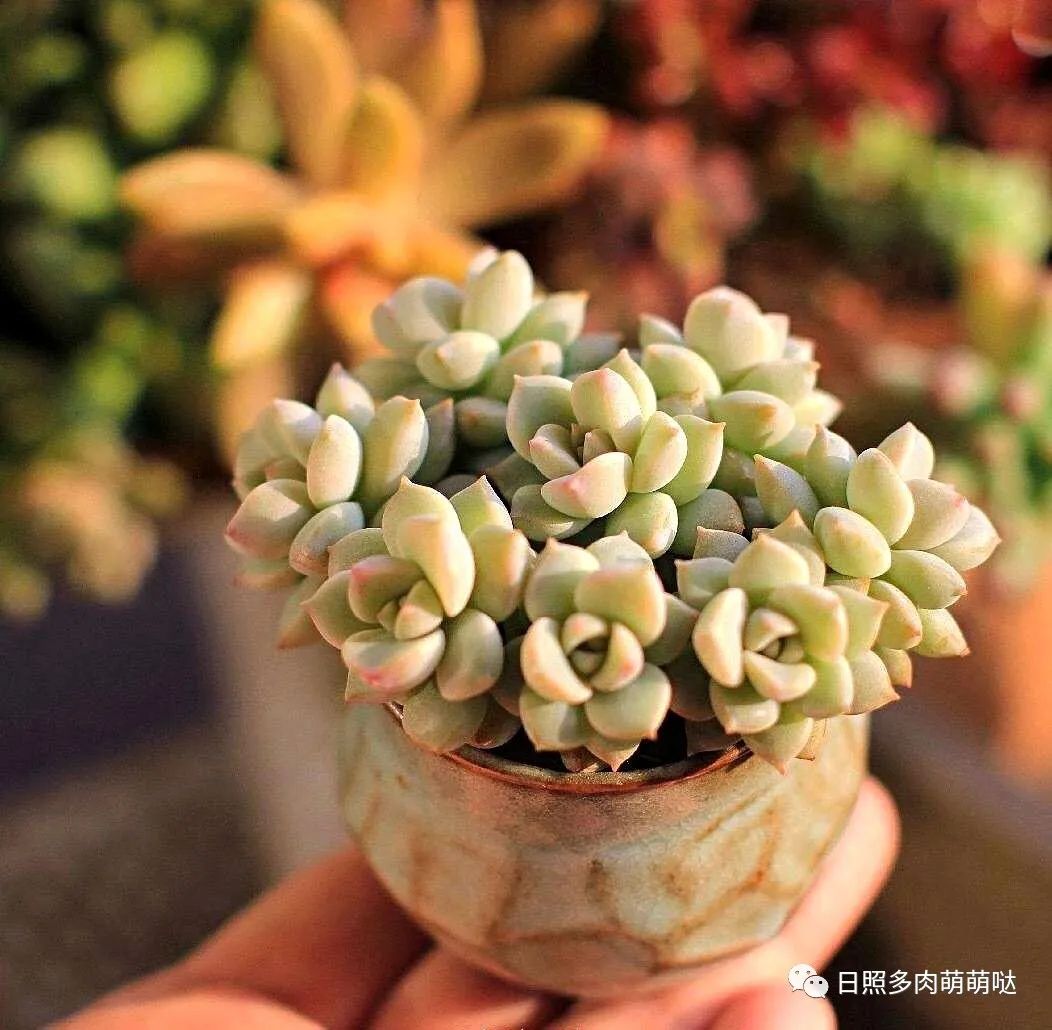 種法師多肉用什么土_多肉法師用什么土種比較好_多肉法師適合什么土質