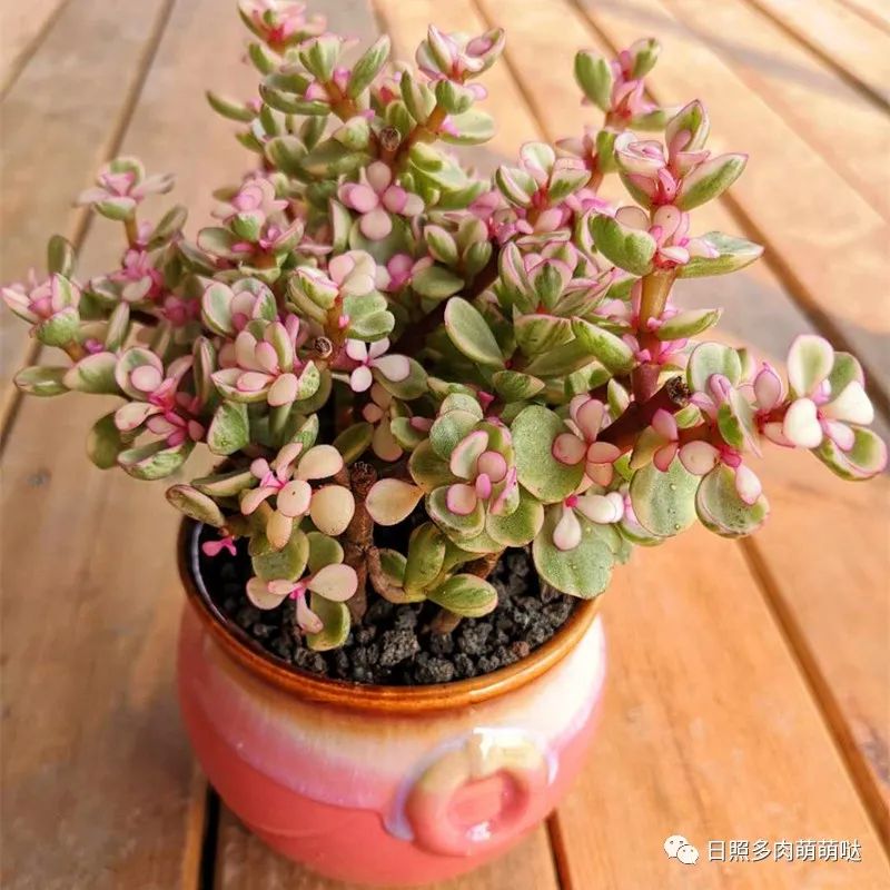 種法師多肉用什么土_多肉法師適合什么土質_多肉法師用什么土種比較好