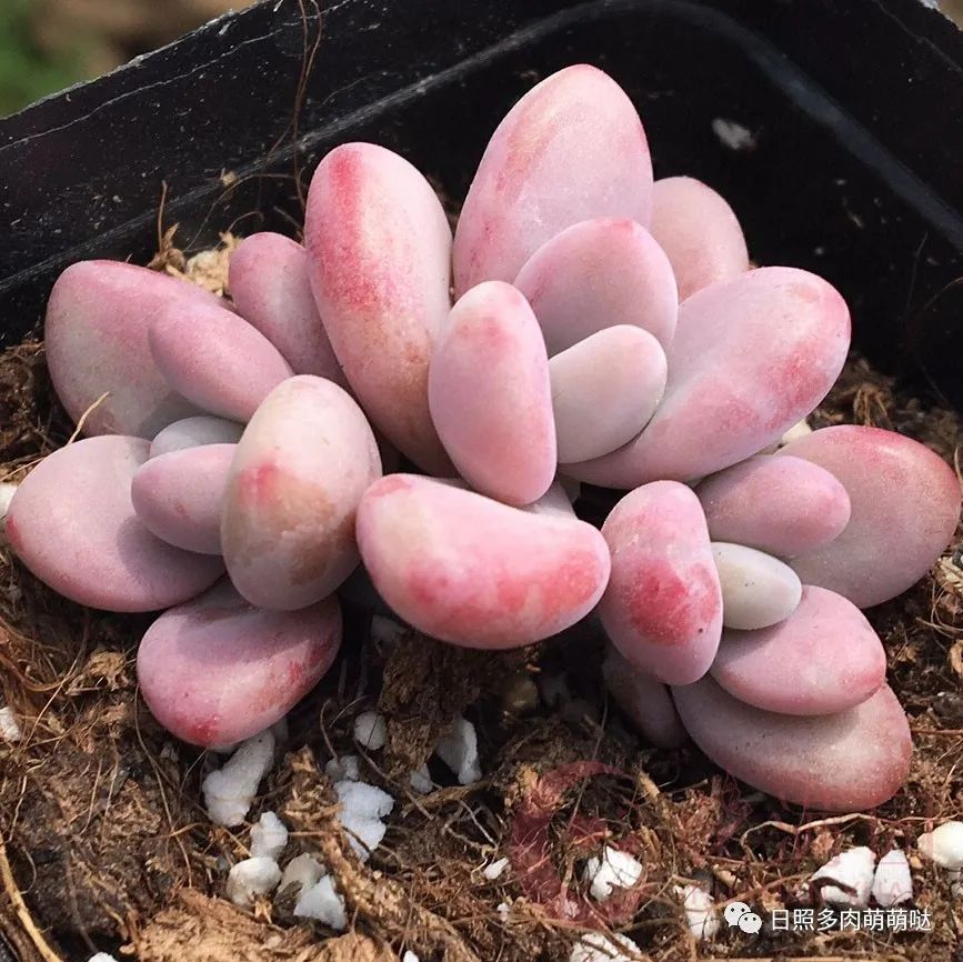 多肉法師適合什么土質_種法師多肉用什么土_多肉法師用什么土種比較好