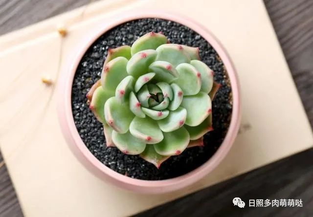 種法師多肉用什么土_多肉法師用什么土種比較好_多肉法師適合什么土質