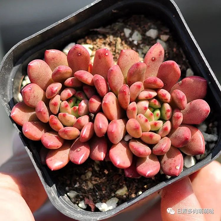 種法師多肉用什么土_多肉法師用什么土種比較好_多肉法師適合什么土質