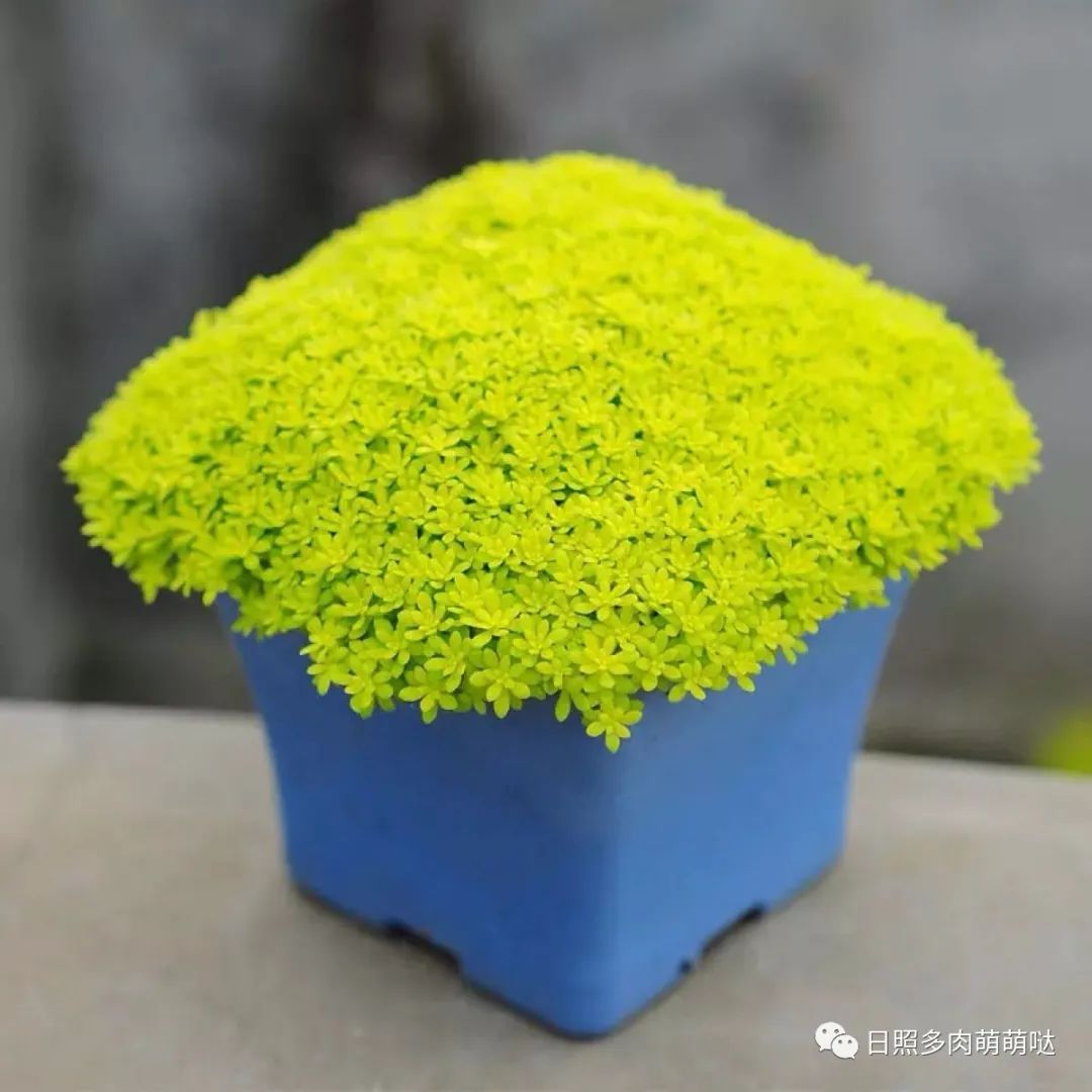 多肉法師用什么土種比較好_種法師多肉用什么土_多肉法師適合什么土質