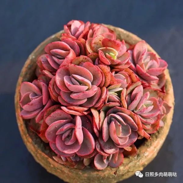 多肉法師用什么土種比較好_多肉法師適合什么土質_種法師多肉用什么土