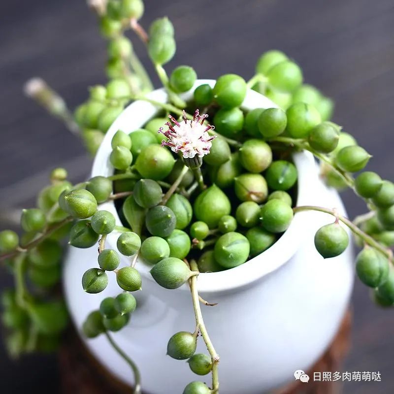 多肉法師用什么土種比較好_種法師多肉用什么土_多肉法師適合什么土質