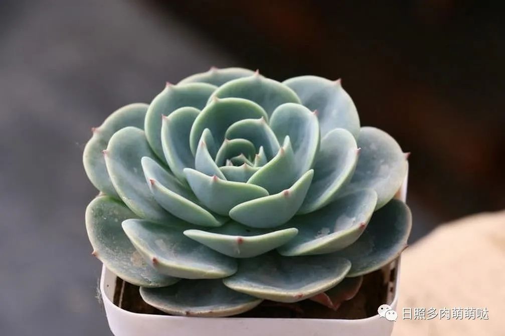 多肉法師用什么土種比較好_多肉法師適合什么土質_種法師多肉用什么土