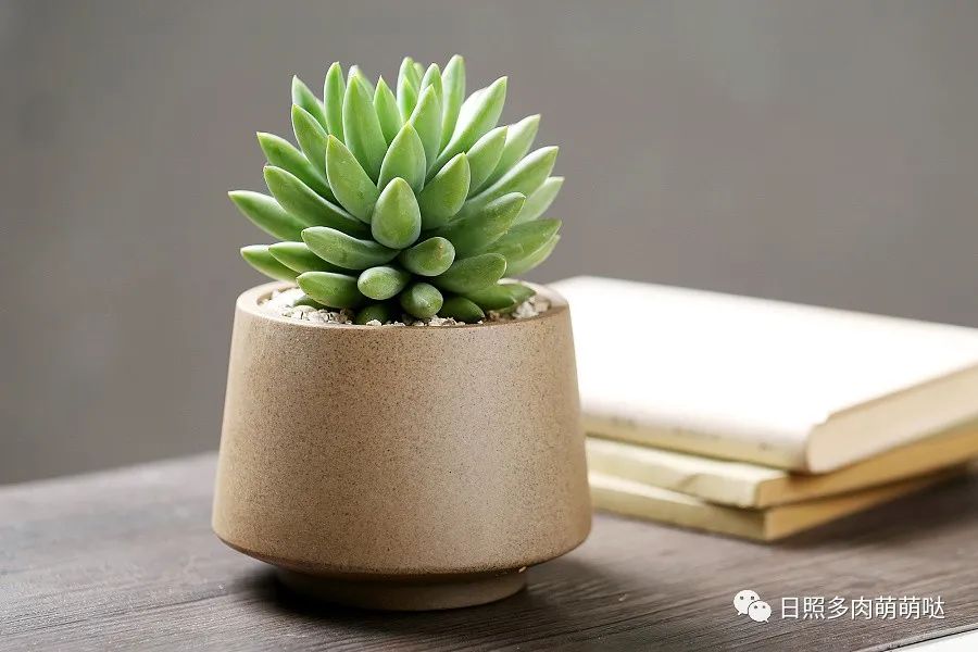 多肉法師用什么土種比較好_種法師多肉用什么土_多肉法師適合什么土質