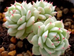 ?90種多肉度夏方法，給你找全了！｛上｝