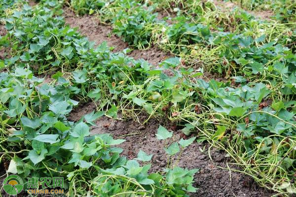 農藥紅薯鑒別_農藥紅薯寶寶的作用_紅薯農藥