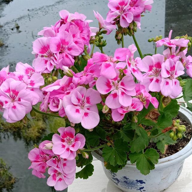 秋天種綠植適合什么花_適合秋天種的綠植_秋天適合種的綠植