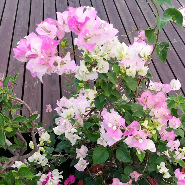 秋天適合種的綠植_秋天種綠植適合什么花_適合秋天種的綠植