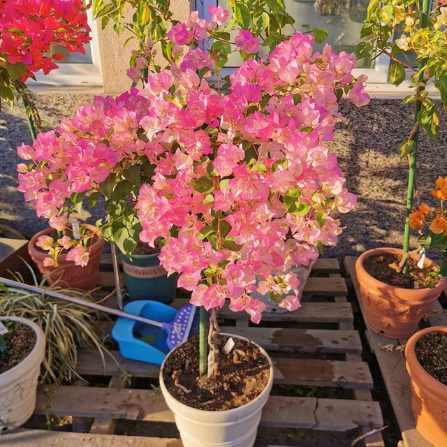 適合秋天種的綠植_秋天種綠植適合什么花_秋天適合種的綠植