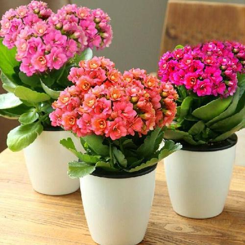 秋天種綠植適合什么花_適合秋天種的綠植_秋天適合種的綠植