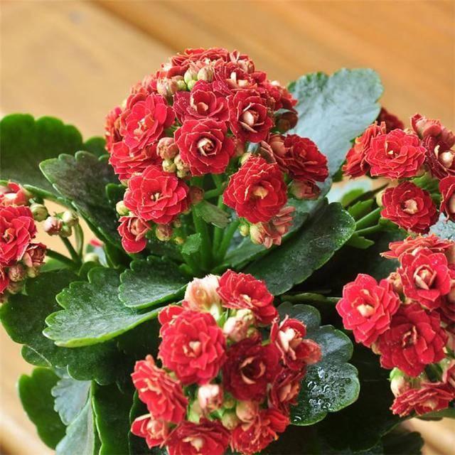 適合秋天種的綠植_秋天種綠植適合什么花_秋天適合種的綠植