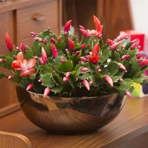 秋天適合種的綠植_秋天種綠植適合什么花_適合秋天種的綠植