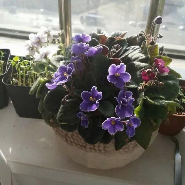 秋天種綠植適合什么花_秋天適合種的綠植_適合秋天種的綠植