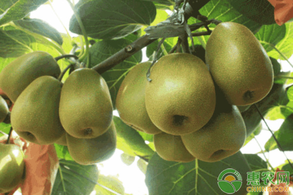 獼猴桃種植技術(shù)與管理_種植獼猴桃管理技術(shù)視頻_種植獼猴桃管理技術(shù)要點