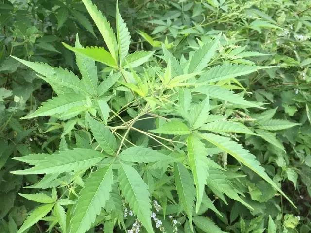 藥材種子價格表_藥材種子在哪里購買_各種藥材種子