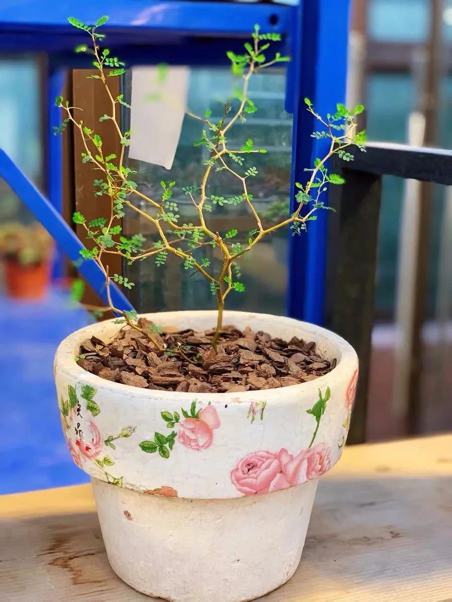 家里種綠植有什么講究_家里種什么綠植_家里種綠植的好處