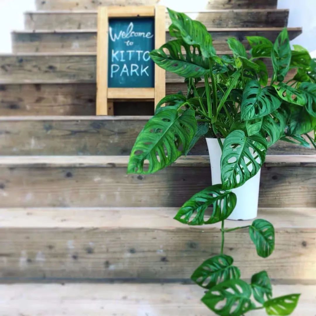 家里種綠植的好處_家里種綠植有什么講究_家里種什么綠植