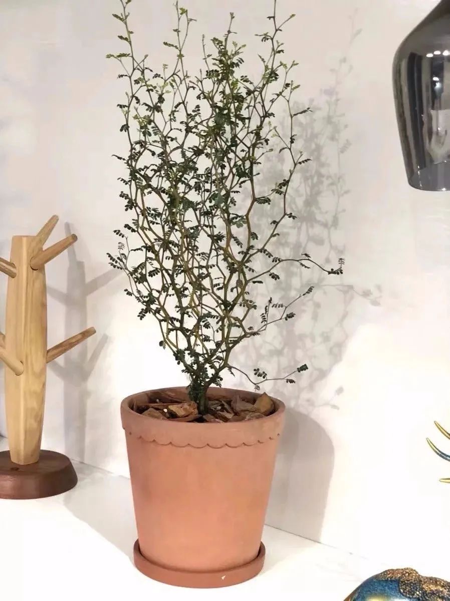 家里種什么綠植_家里種綠植有什么講究_家里種綠植的好處