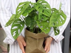 4種文藝小綠植，個個都是高顏值，家里養一盆，清涼又高雅！