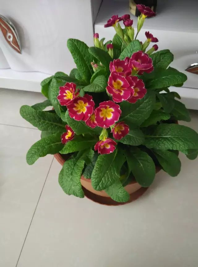 綠植什么時候種植最好_栽種綠植_種植綠植時候好養活嗎