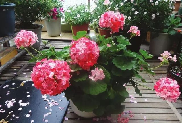 綠植什么時候種植最好_種植綠植時候好養活嗎_栽種綠植