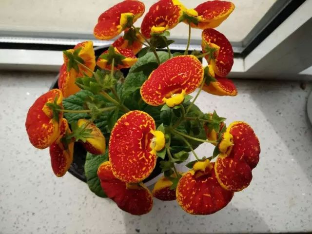 種植綠植時候好養活嗎_綠植什么時候種植最好_栽種綠植