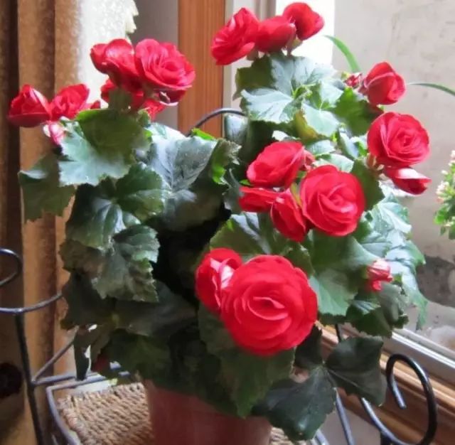 種植綠植時候好養活嗎_綠植什么時候種植最好_栽種綠植