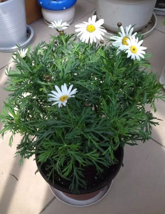 栽種綠植_種植綠植時候好養活嗎_綠植什么時候種植最好