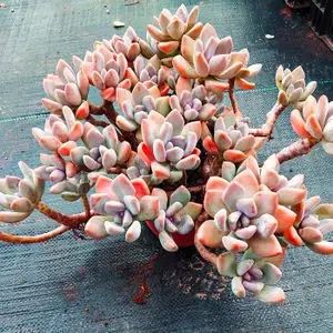 曬植物太陽多肉要曬嗎_多肉植物要曬太陽嗎_曬植物太陽多肉要曬多久