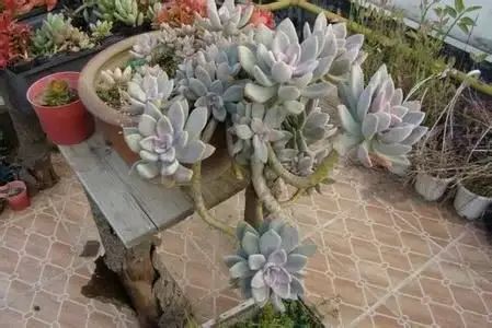 曬植物太陽多肉要曬多久_多肉植物要曬太陽嗎_曬植物太陽多肉要曬嗎