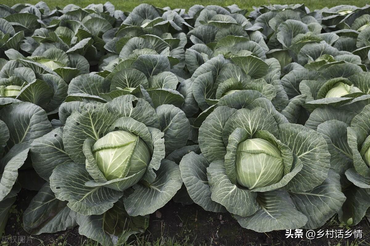 白菜農藥_大白菜有農藥嗎_大白菜農藥超標嗎