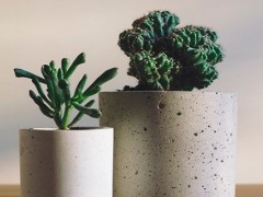 錢串子風水擺放禁忌 放哪里招財