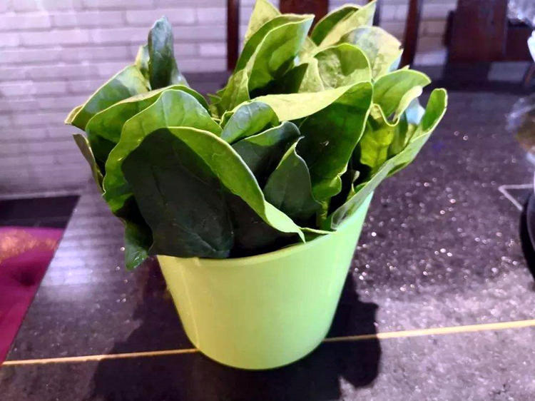 秋冬季節陽臺種什么花_秋冬季節陽臺適合種什么綠植_秋冬季陽臺栽啥植物好