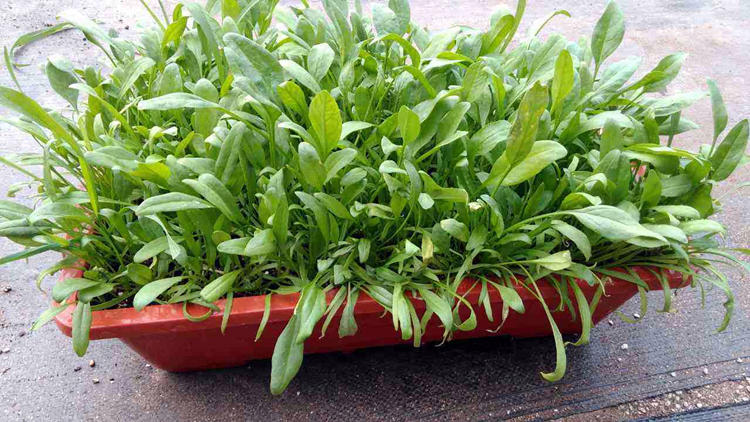 秋冬季節陽臺適合種什么綠植_秋冬季陽臺栽啥植物好_秋冬季節陽臺種什么花