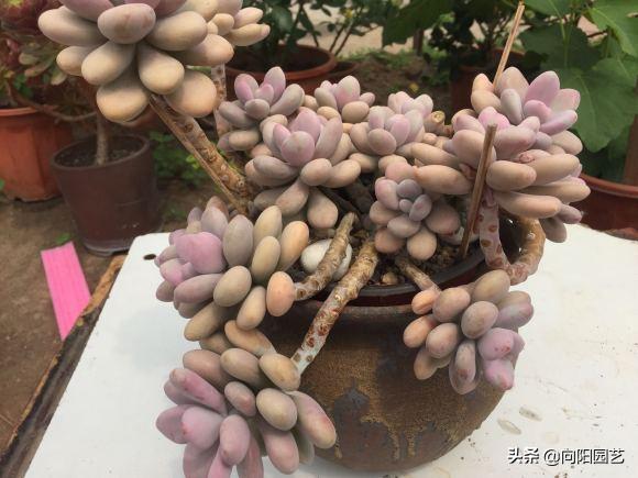 多肉桃蛋小苗怎么養(yǎng)_桃蛋多肉如何種植_桃蛋多肉好養(yǎng)活嗎