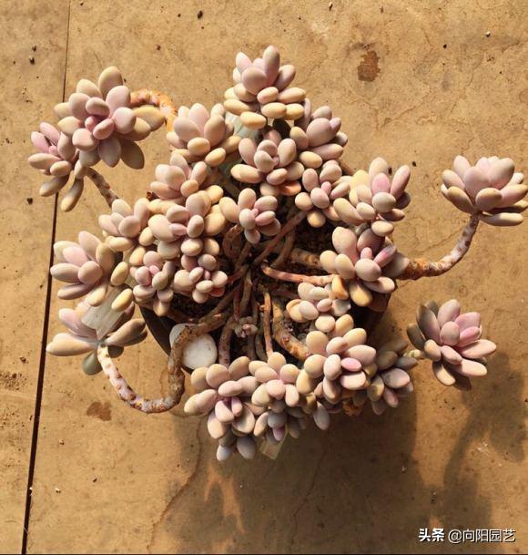 桃蛋多肉好養(yǎng)活嗎_桃蛋多肉如何種植_多肉桃蛋小苗怎么養(yǎng)