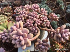 養桃蛋，高溫天注意“通風”，小心把“根”悶壞了，24小時開窗