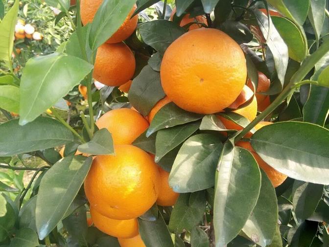 花蕾蛆的防治藥劑_花蕾蛆用什么農(nóng)藥_花蕾蛆特效藥