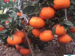 柑橘薊馬防治有效藥物（柑橘薊馬防治用什么農藥效果好）