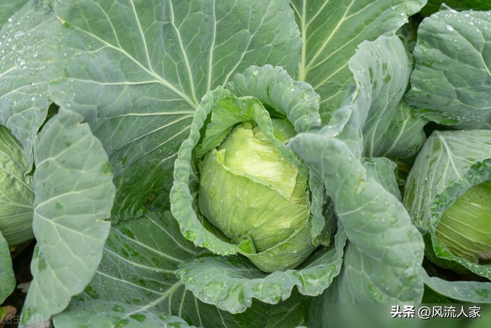 農藥甘藍可以打辣椒嗎_甘藍農藥多嗎_農藥甘藍代表什么